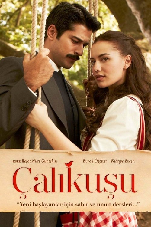 Calikusu Lovebird