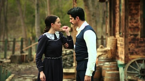 Calikusu Lovebird